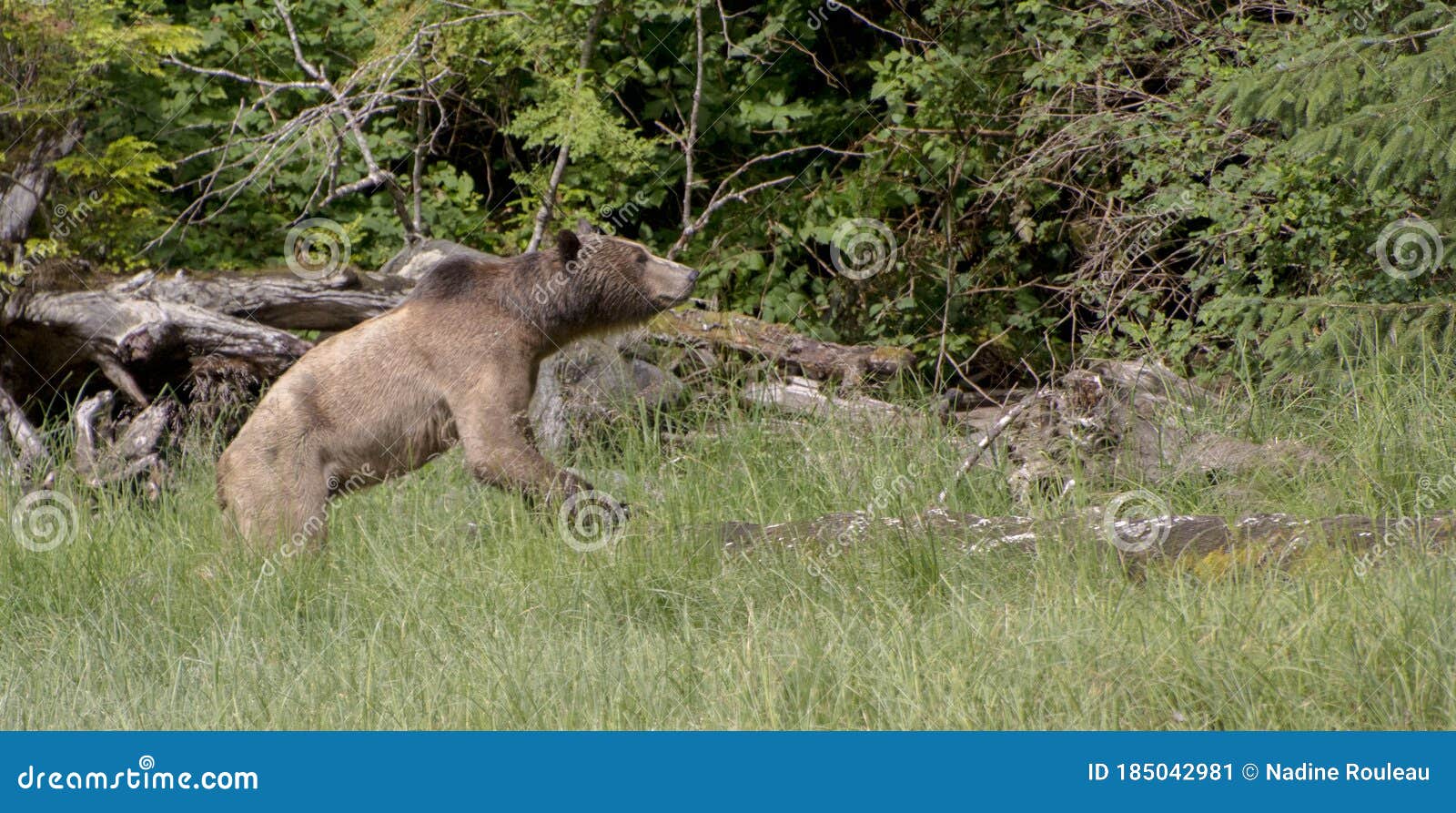 beautiful grizzli bear looking for food on the shore ans dead woods