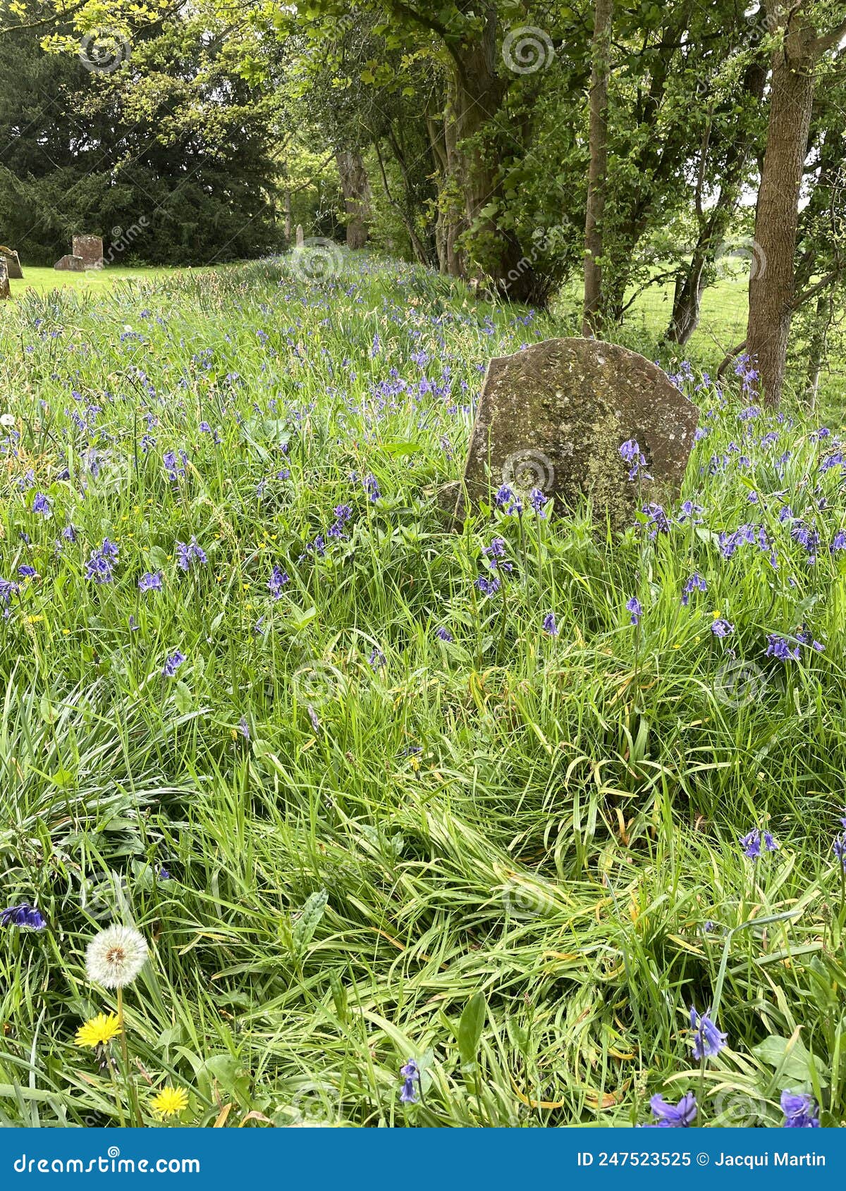 bluebells, oak trees, paths