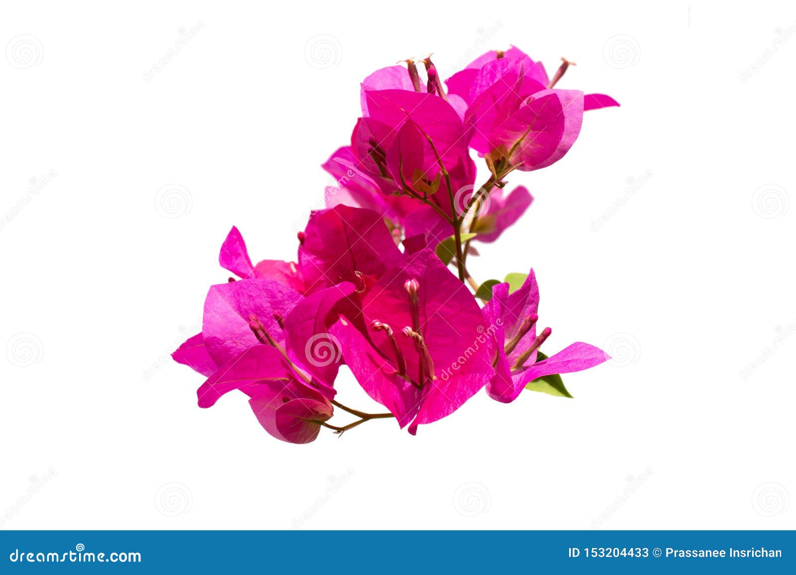 Beautiful Group Of Pink Bougainvillea Blooming With Pollen Isolated On ...
