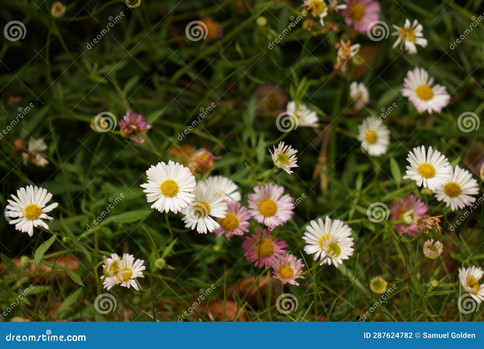 beautiful group of pink and white dandelions