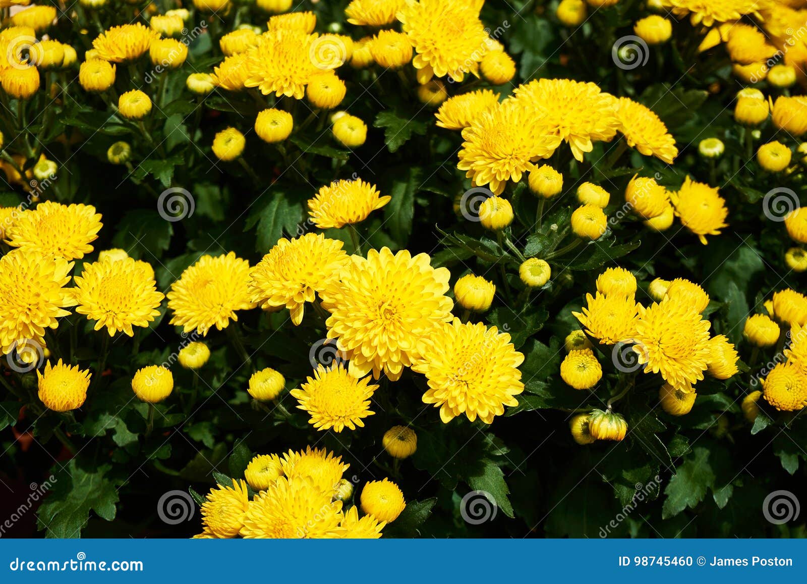 beautiful group of yellow mums
