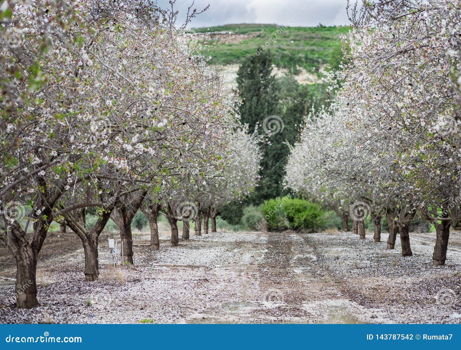 beautiful grove of blooming almond trees at rainy day