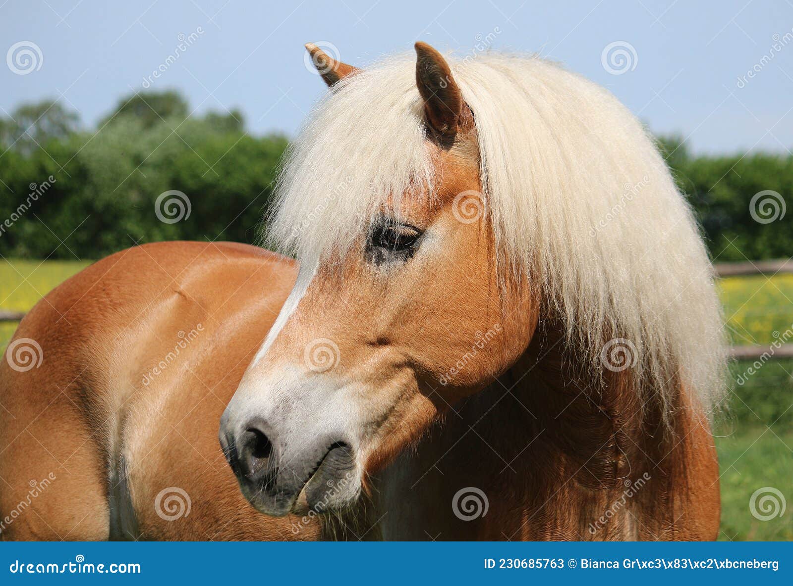 Halfinger Horse Hair Do Stock Photo