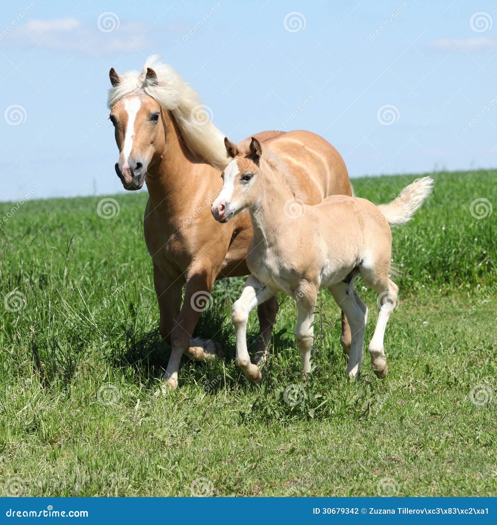 beautiful haflinger mare with a foal stock photography