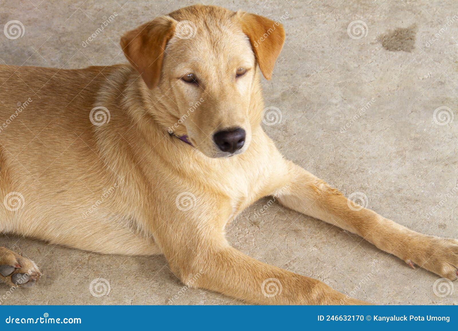 Beautiful haired brown dog stock photo. Image of happy 246632170