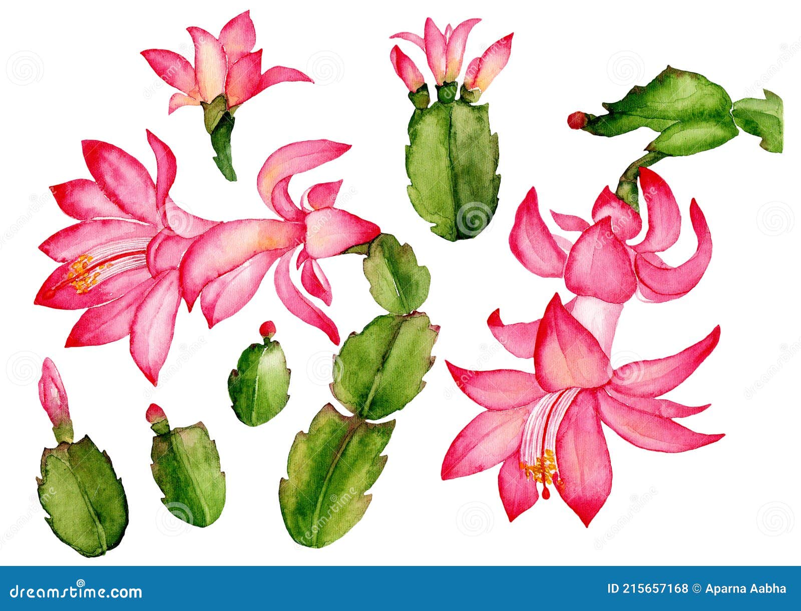 Cactus PNG - Watercolor Cactus, Cactus Flower, Cartoon Cactus