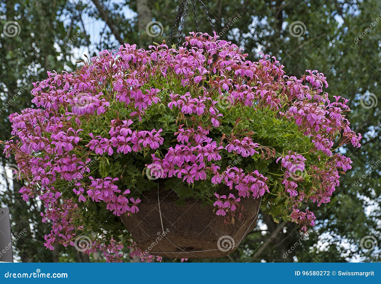 Beautiful Hanging Basket with Pink Flowers Stock Photo Image of