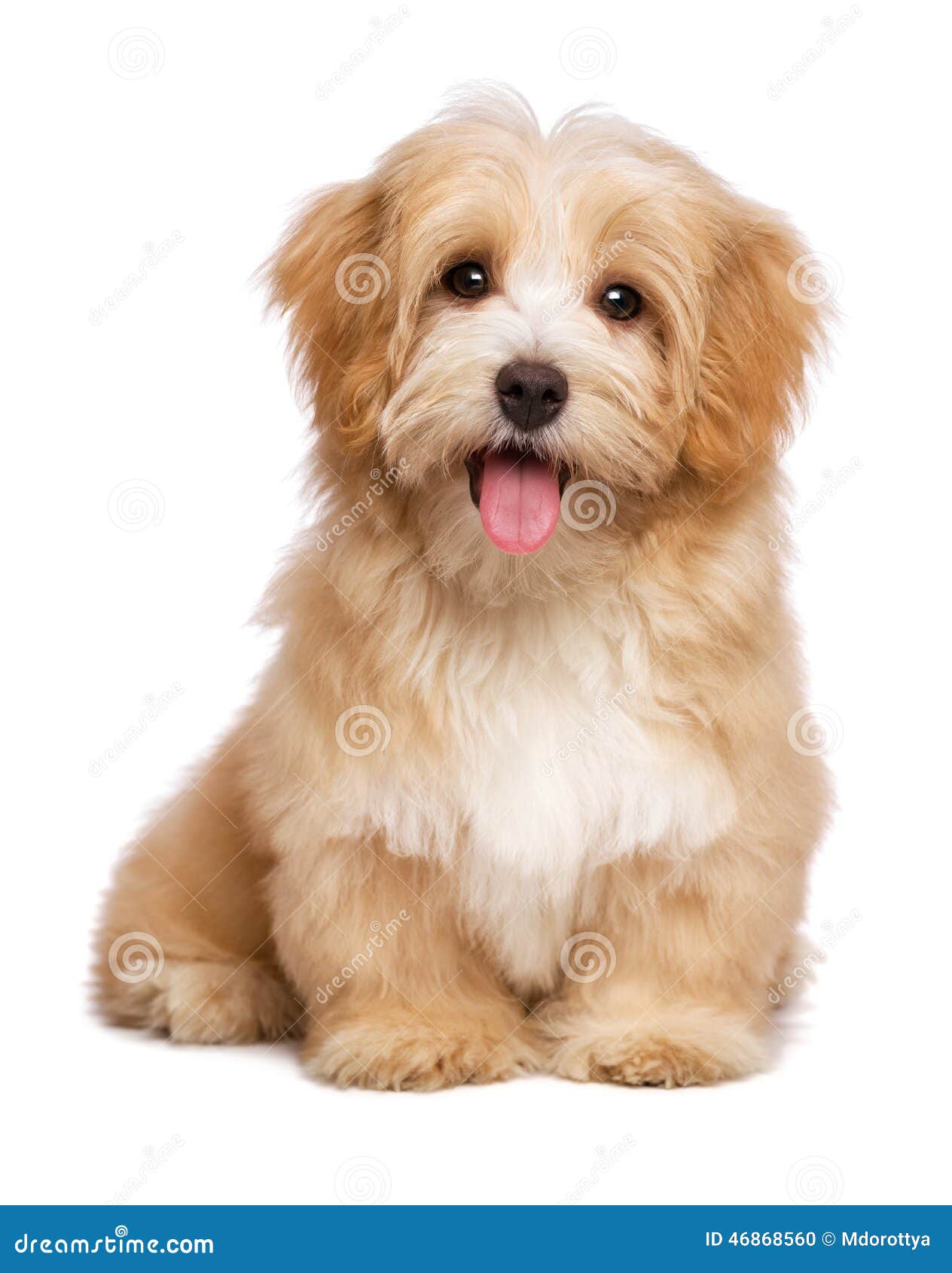 beautiful happy reddish havanese puppy dog is sitting frontal