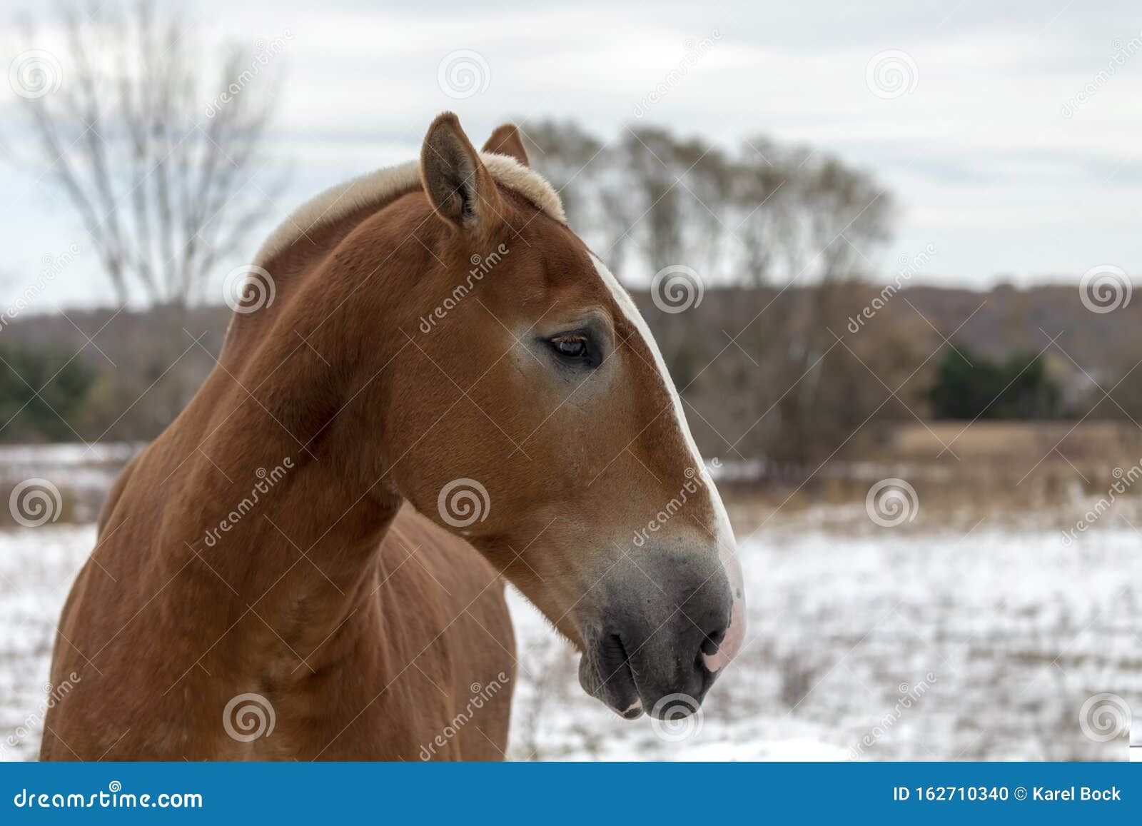 Beautiful Heavy Draft Horse a Large Horse Used for Pulling Heavy Loads