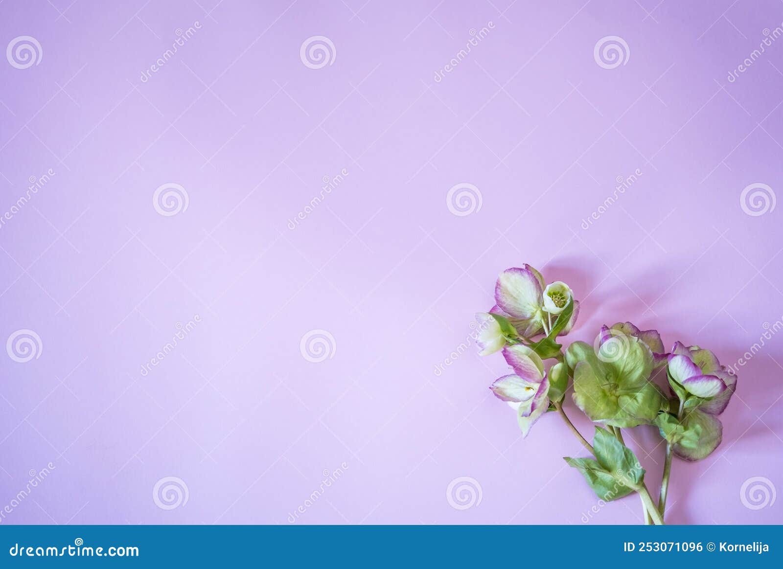 Beautiful Hellebore Flower, Floral Flat Lay Feminine Background Stock ...