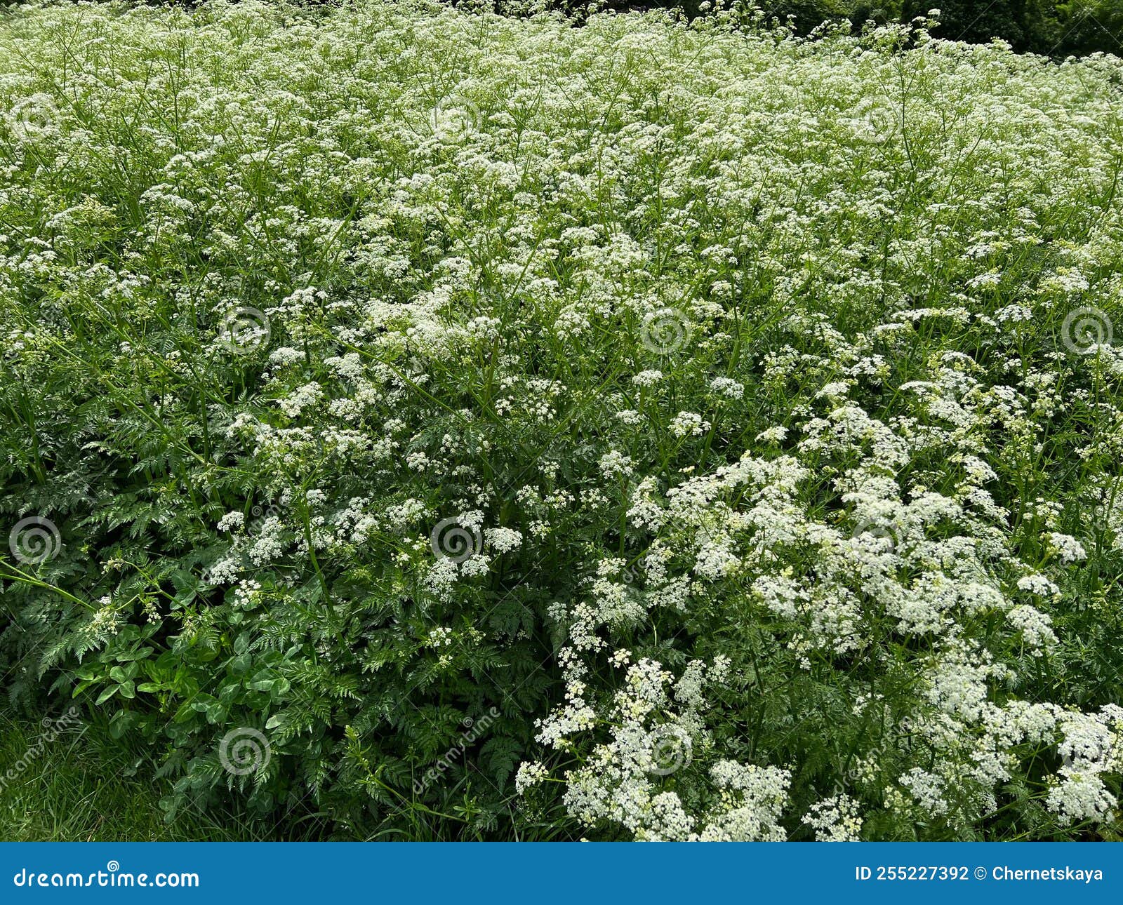 Beautiful Hemlock Plants with White Flower Outdoors Stock Photo Image