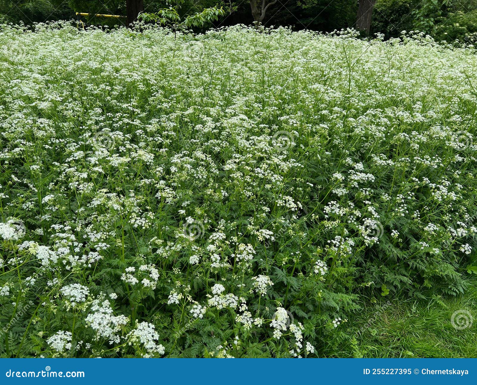 Beautiful Hemlock Plants with White Flower Outdoors Stock Image Image