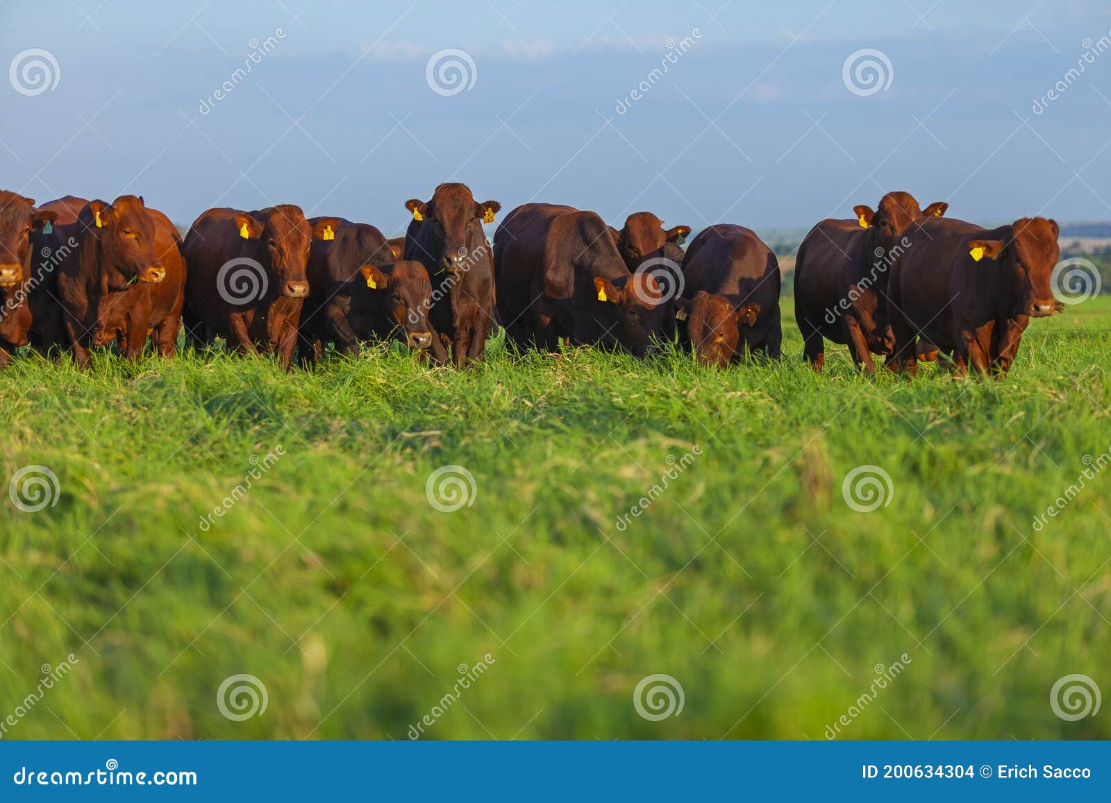 Beautiful Herd of Bonsmara Cattle from South Africa Stock Photo Image