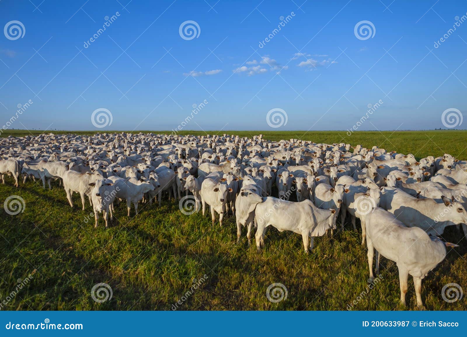 beautiful herd of nelore cattle, mato grosso do sul, brazil