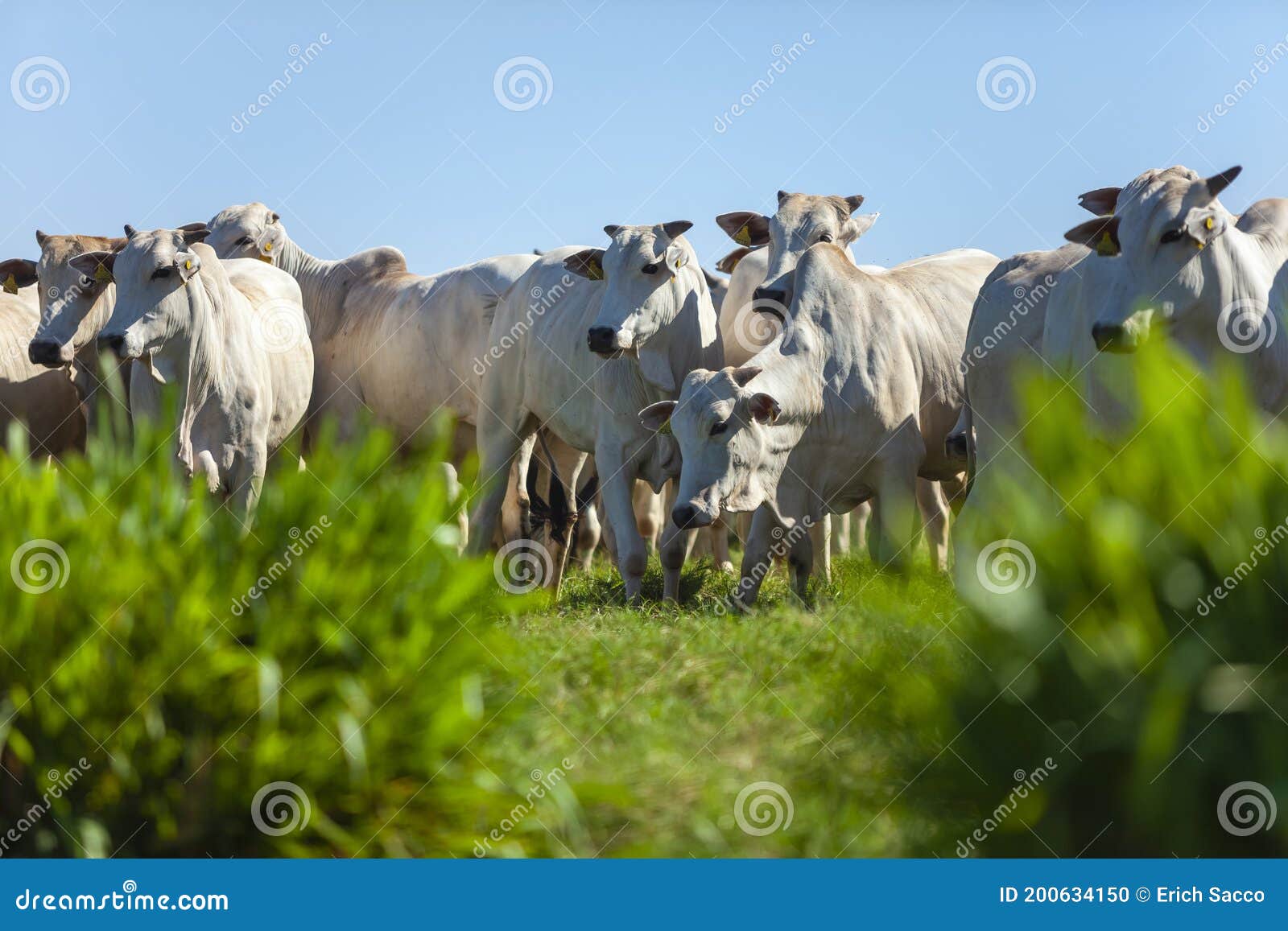 beautiful herd of nelore cattle, mato grosso do sul, brazil