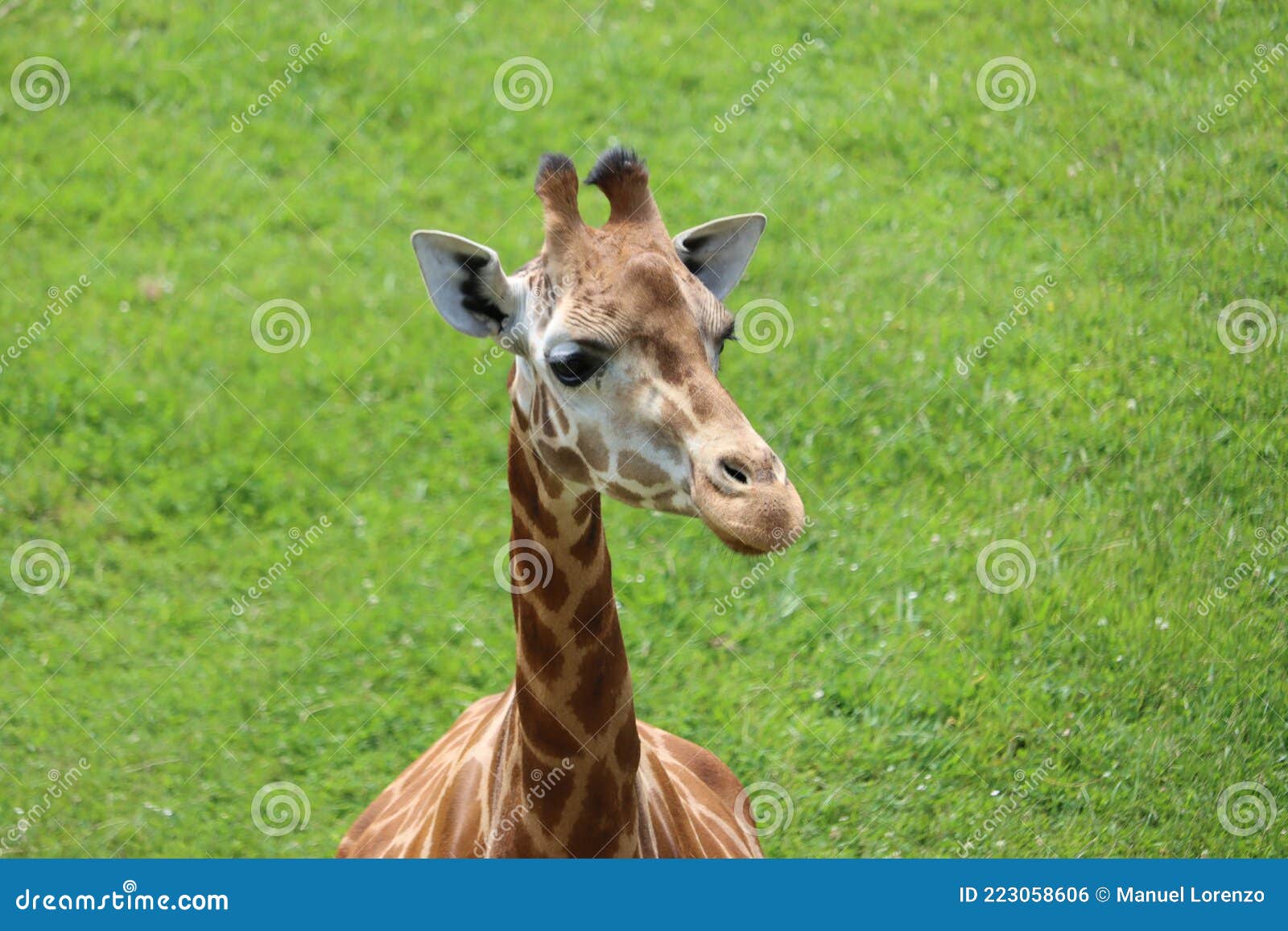 beautiful high giraffe spots wild long neck fast horns