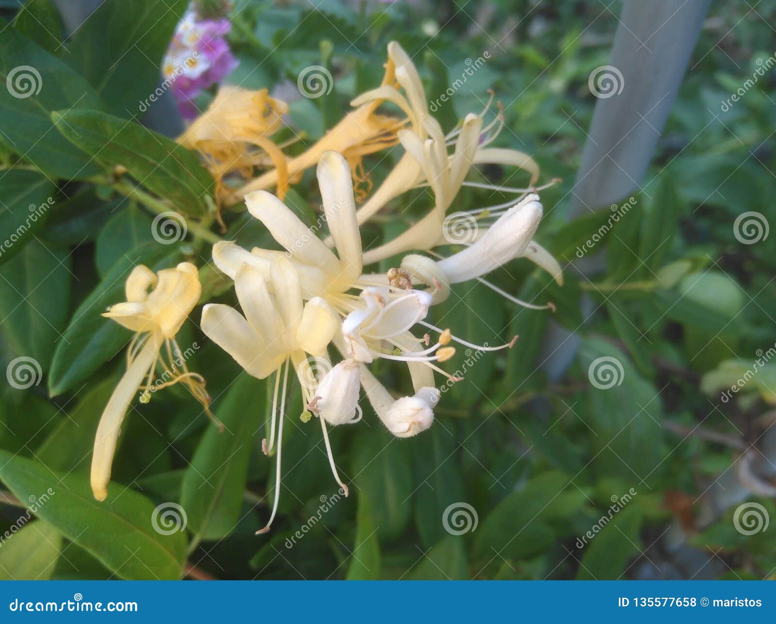 Beautiful Honeysuckle Bush With Pink Flowers. Surreal Dark Nature