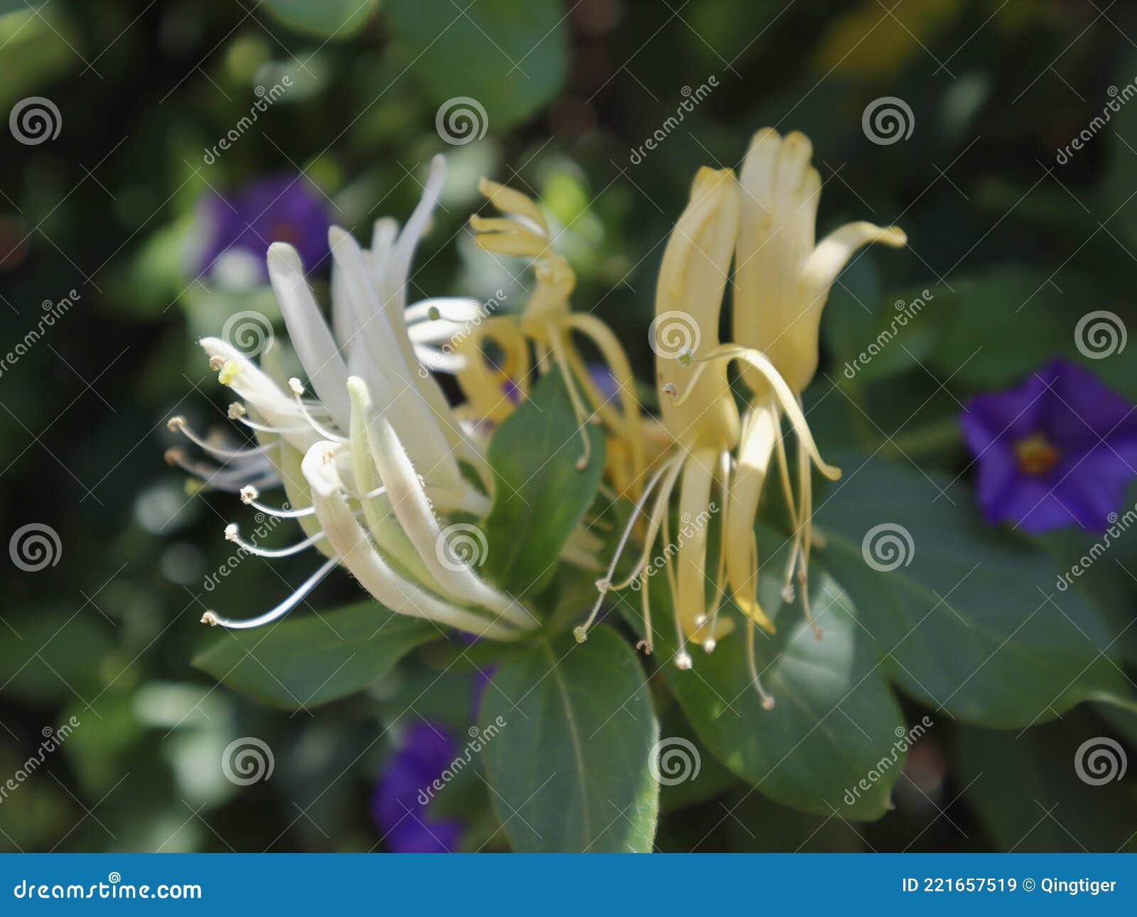 Beautiful Honeysuckle Bush With Pink Flowers. Surreal Dark Nature