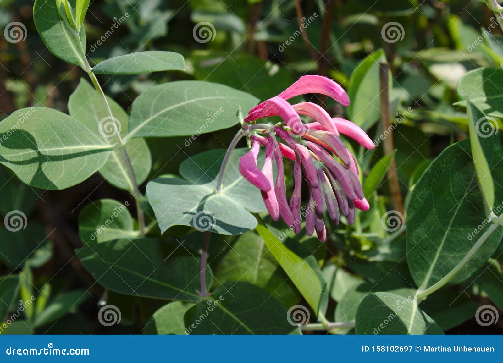 Beautiful Honeysuckle Bush With Pink Flowers. Surreal Dark Nature