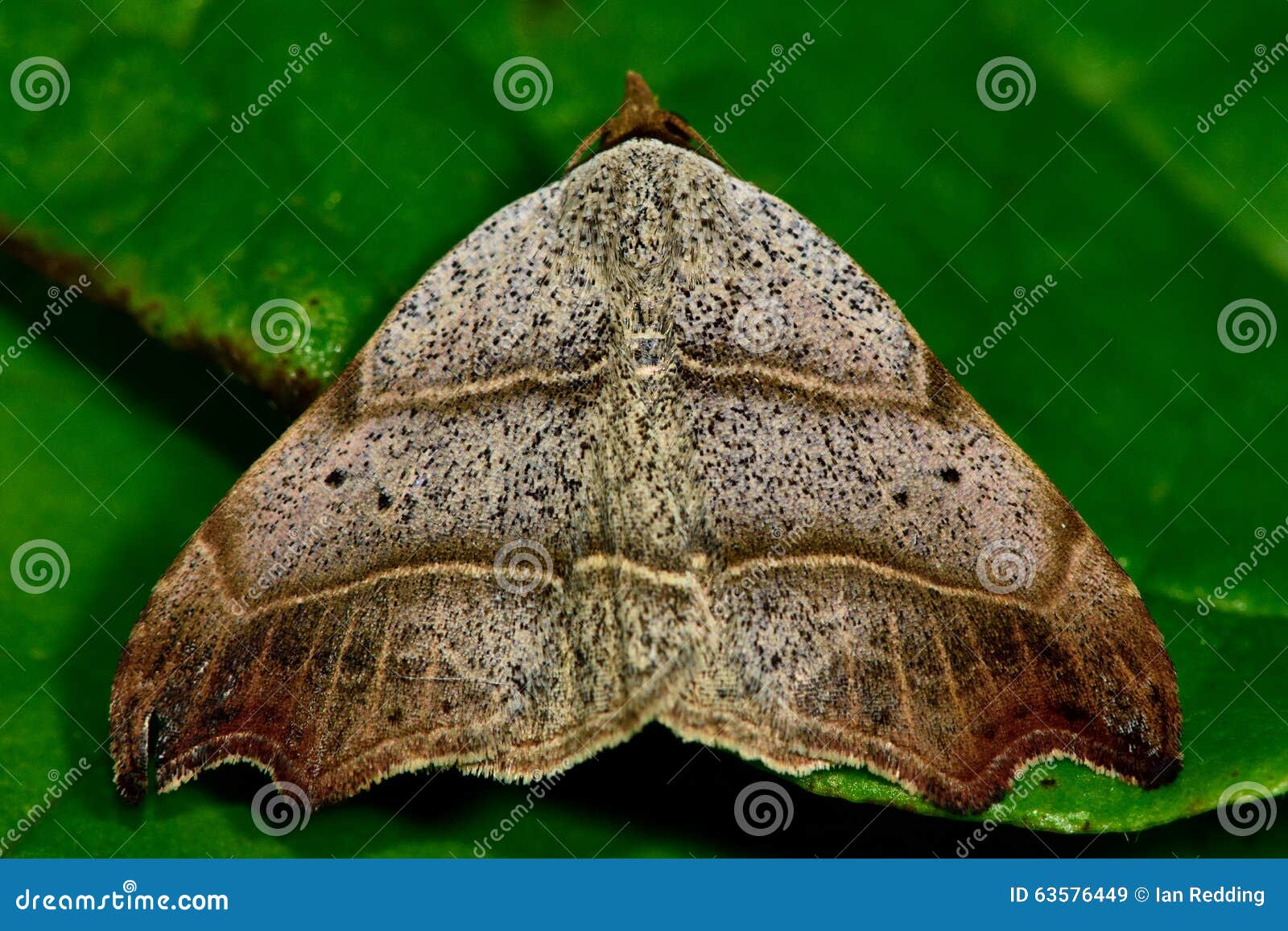hook up leaf tampa hook up bars