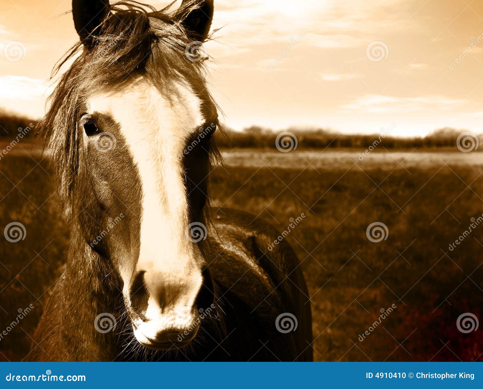 Ardennes Horse - Pets Australia