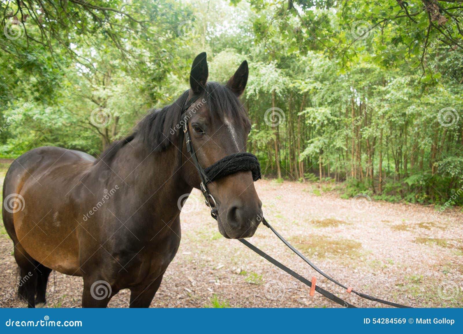 Beautiful Horse Posing for Camera Stock Image Image of body, mammal