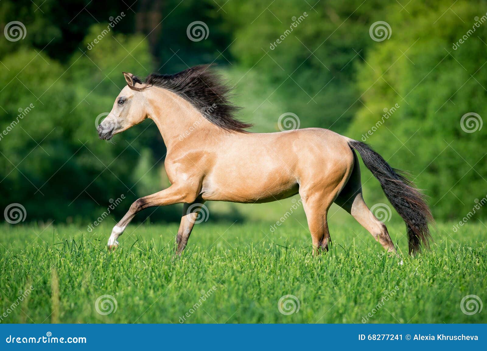 Beautiful Horse Running in Forest Stock Image Image of natural, grass 68277241