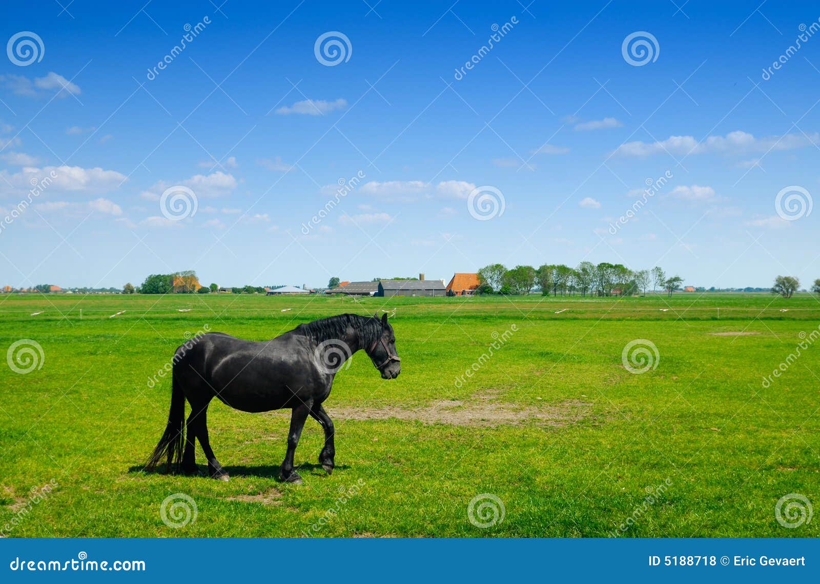 Beautiful horse in spring stock photo. Image of outdoor 5188718