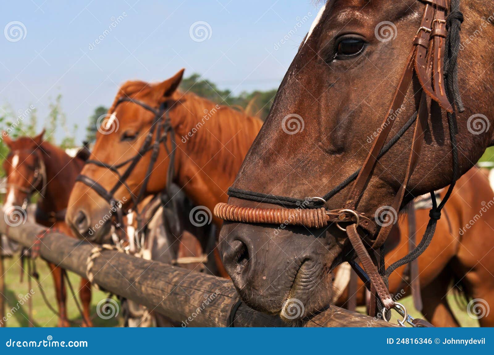 11,281 Beautiful Horses Face Stock Photos - Free & Royalty-Free Stock  Photos from Dreamstime