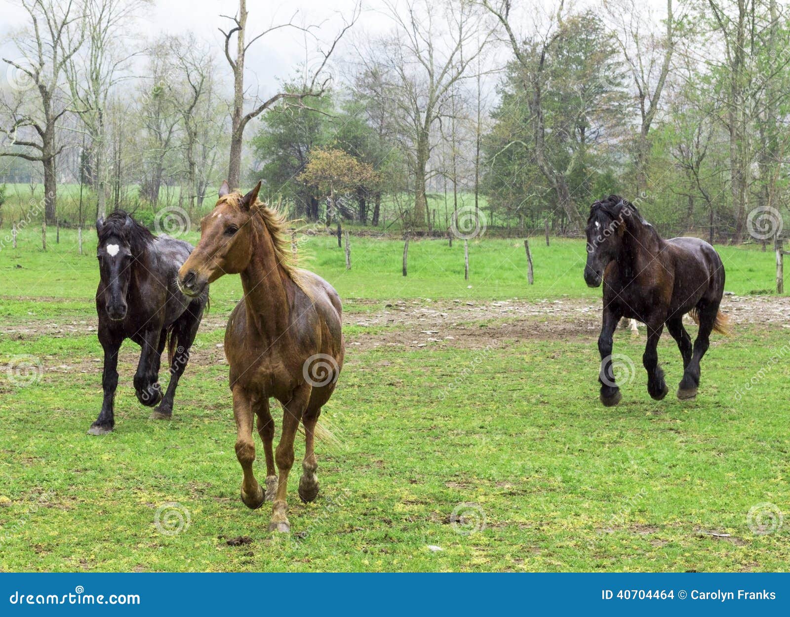 Beautiful Horses Running in the Rain Stock Photo Image of color
