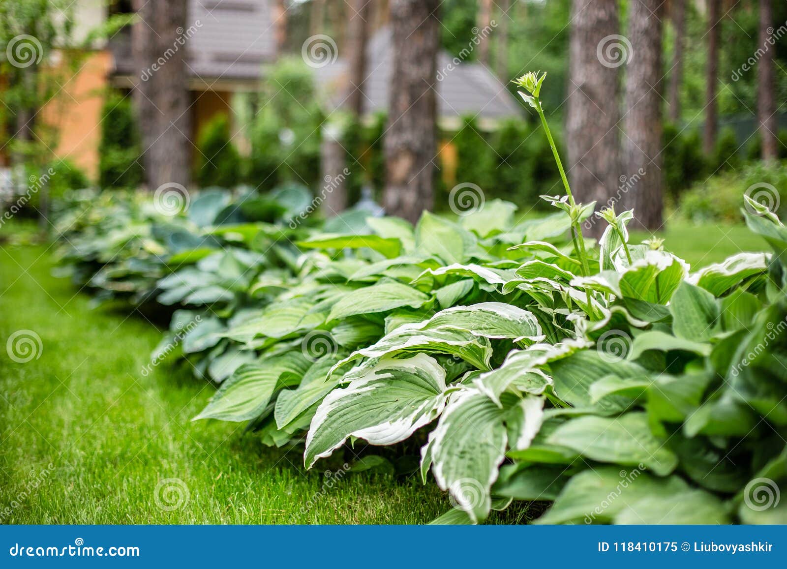 Beautiful Hosta Leaves Background Hosta An Ornamental Plant For