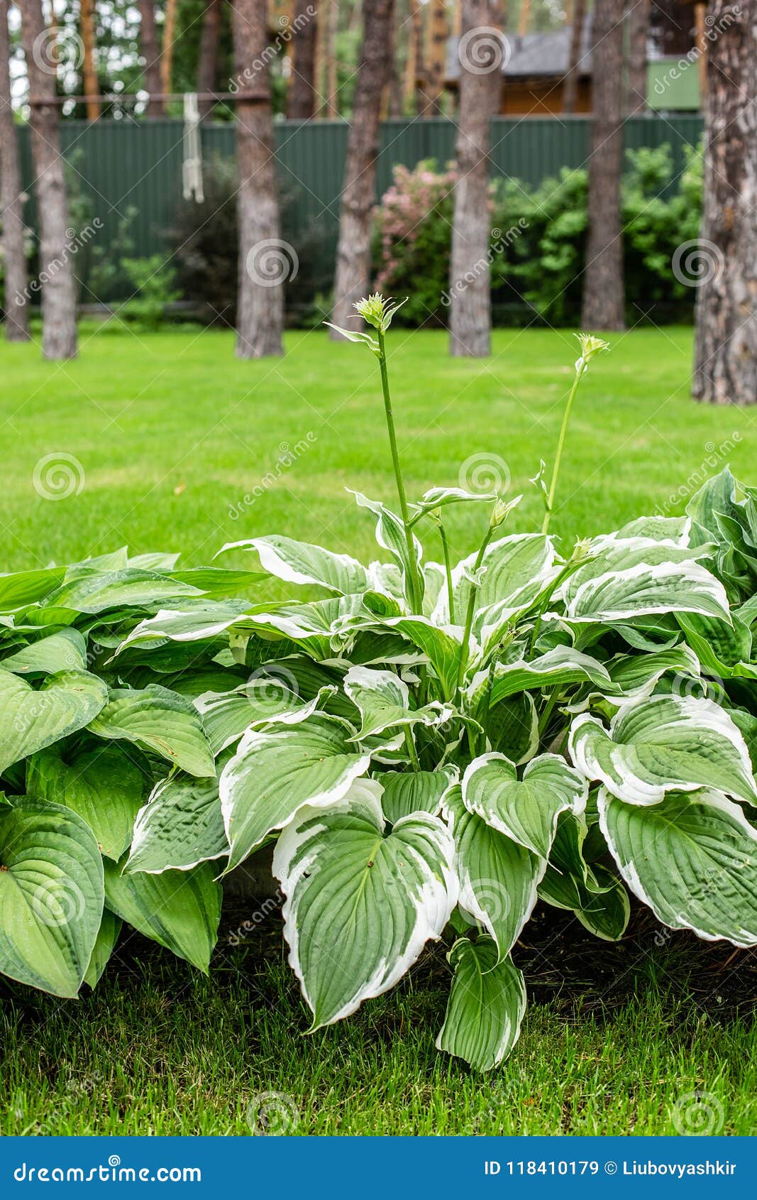 Beautiful Hosta Leaves Background Hosta An Ornamental Plant For