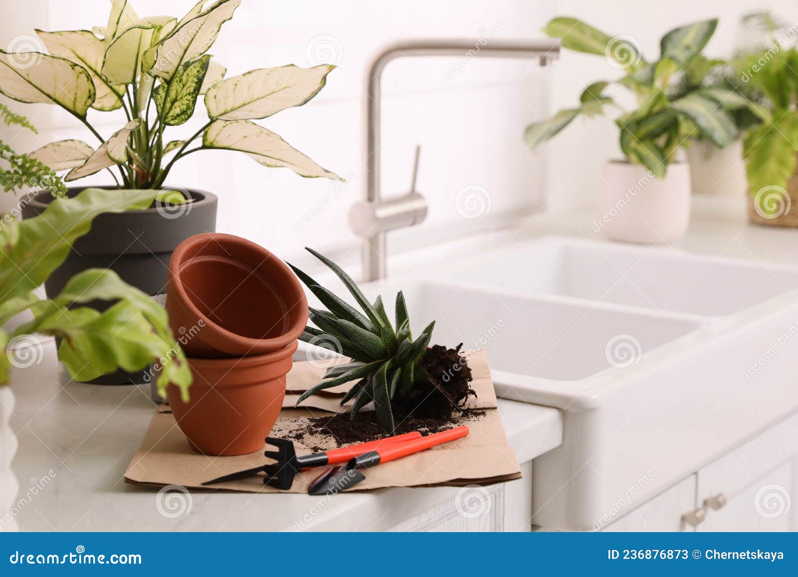 Beautiful Houseplants and Gardening Tools on Kitchen Counter, Space for