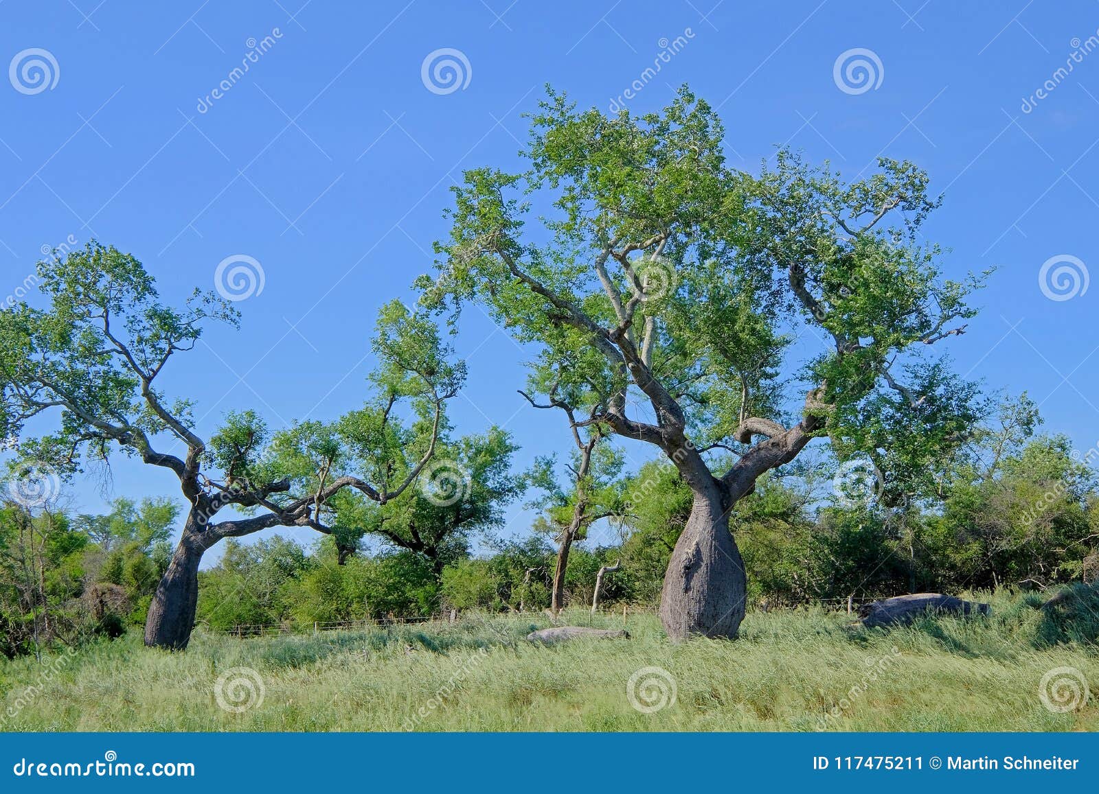 beautiful huge ceiba trees, chorisia insignis, and landscape of gran chaco, paraguay