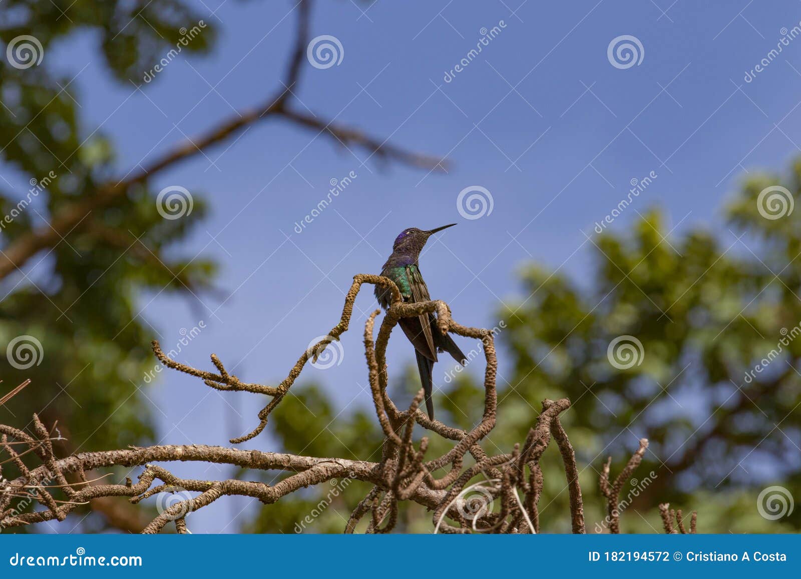 beautiful hummingbird, black, blue and green