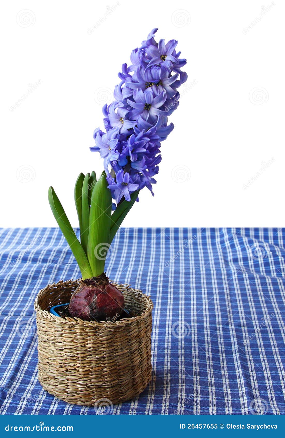A Beautiful Hyacinth in a Basket Stock Image Image of bouquet, gift