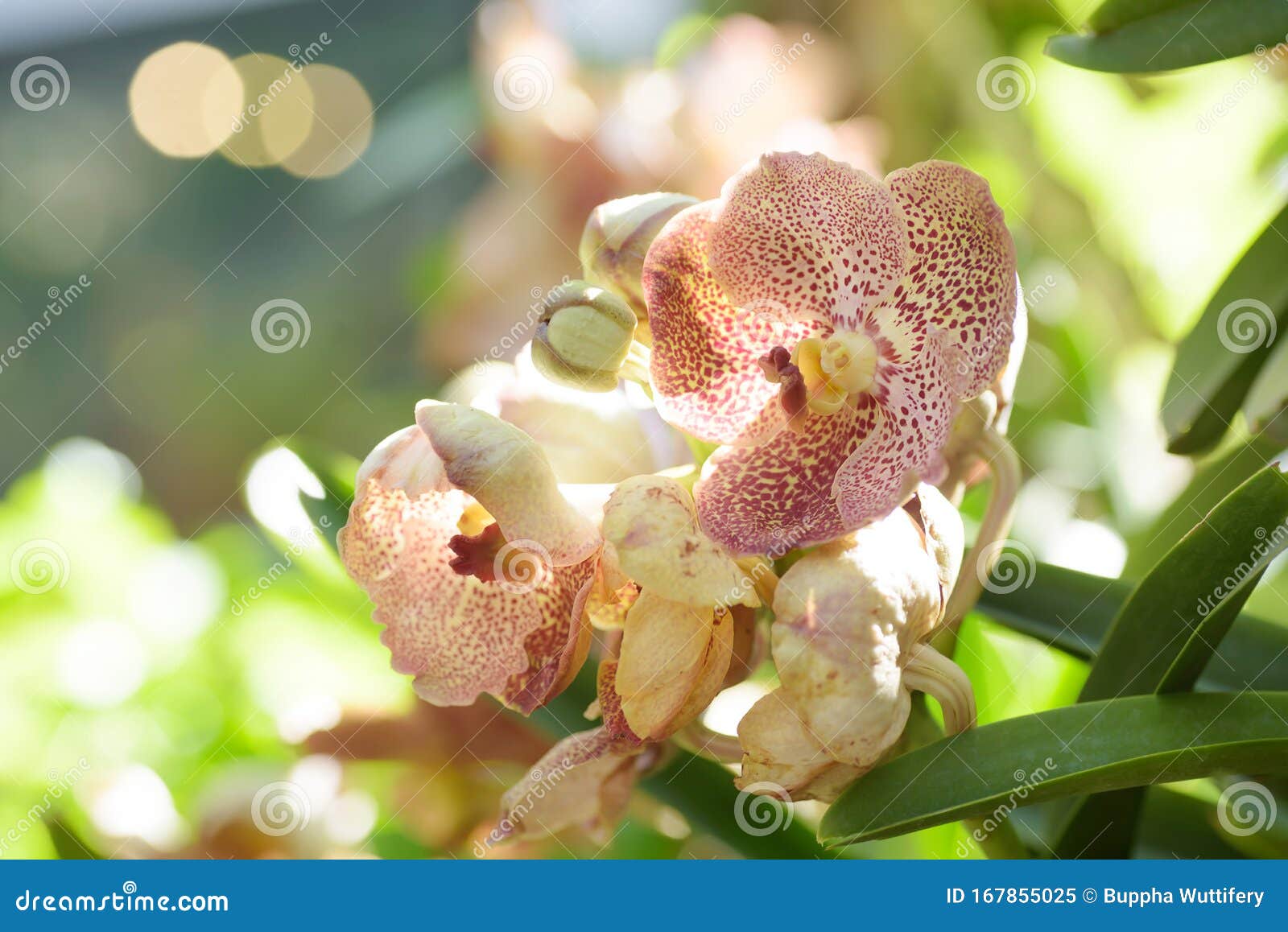 Beautiful Hybrid Vanda Orchids Flowers Stock Image - Image of flora, plant:  167855025