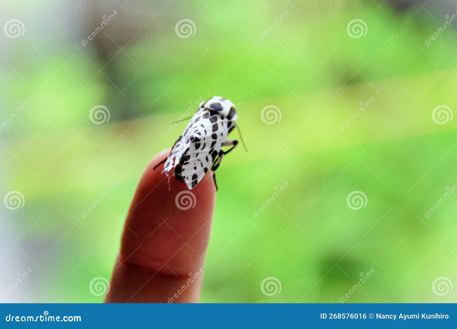 inns at your fingertip a hypercompe scribonia