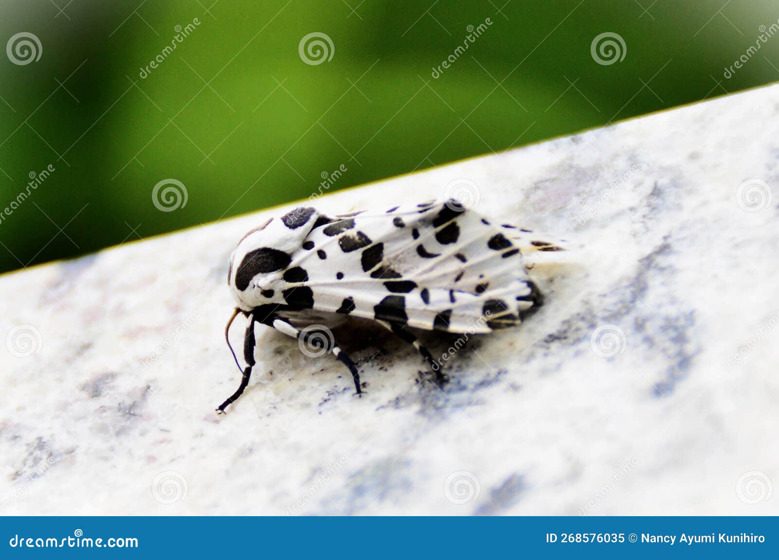 the beautiful hypercompe scribonia white moth with black perched on the stone