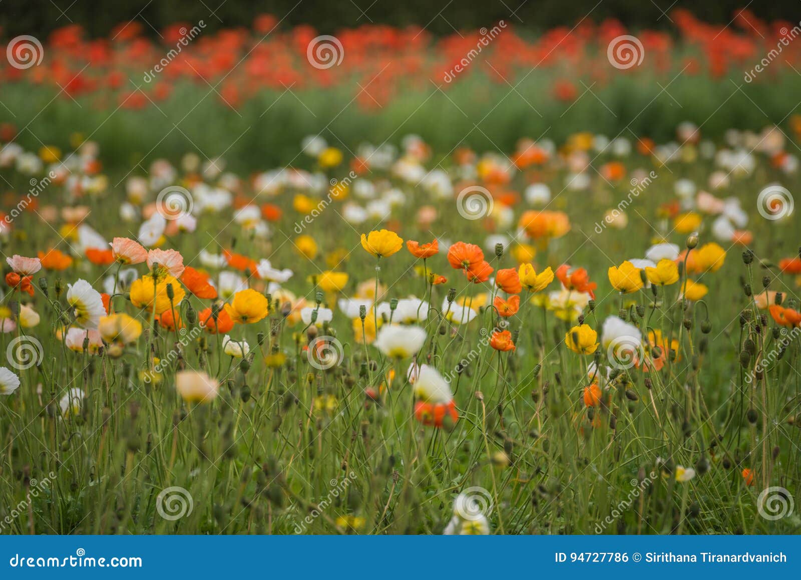 beautiful icelandic poppy field in different colors