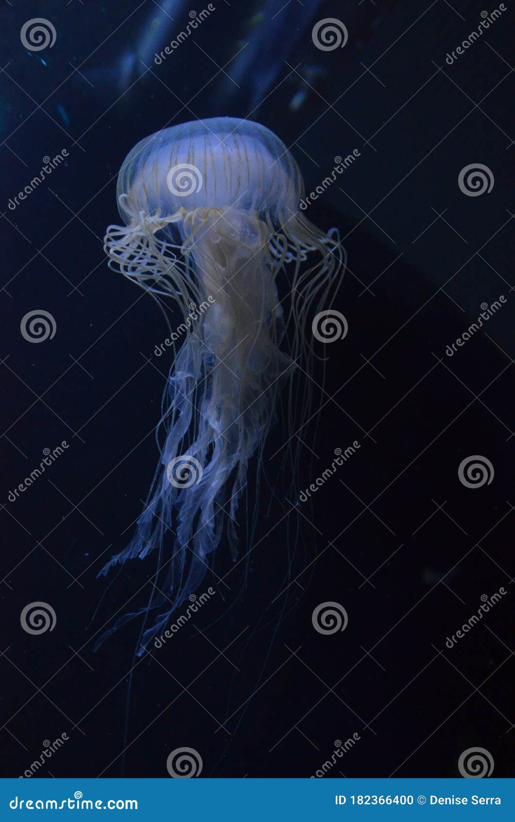 Beautiful Illuminated Jellyfish at Aquarium in Berlin Stock Photo