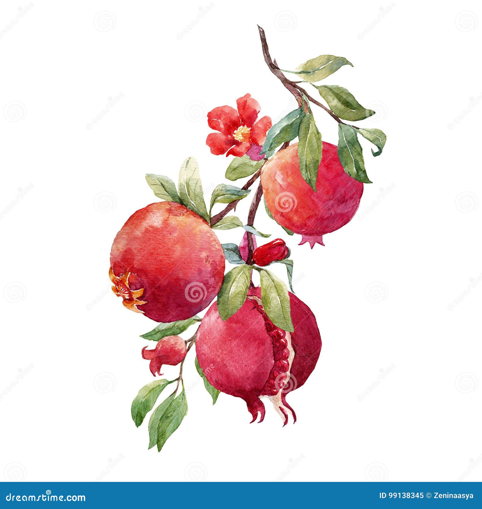 Download Pomegranate fruit branch stock illustration. Illustration ...