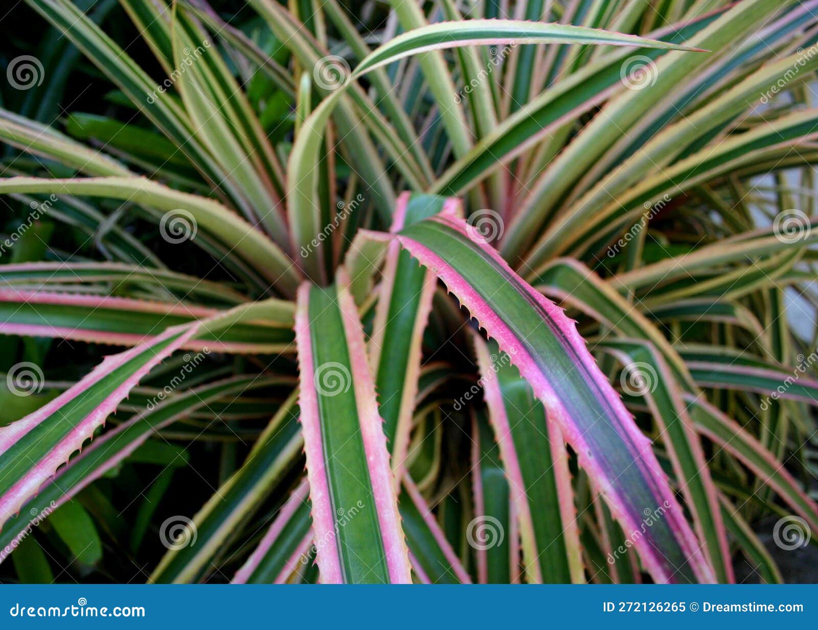 beautiful image of anana leaf with pink border