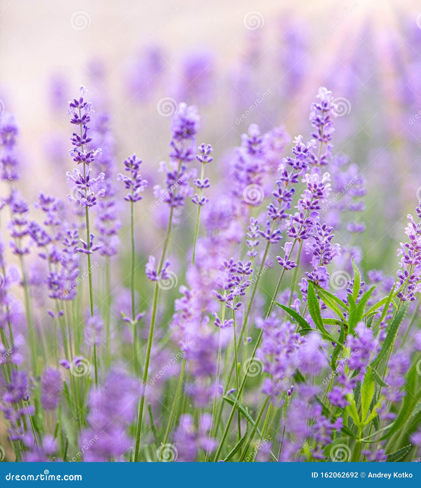 beautiful image of lavender field closeup. lavender flower field, image for natural background.