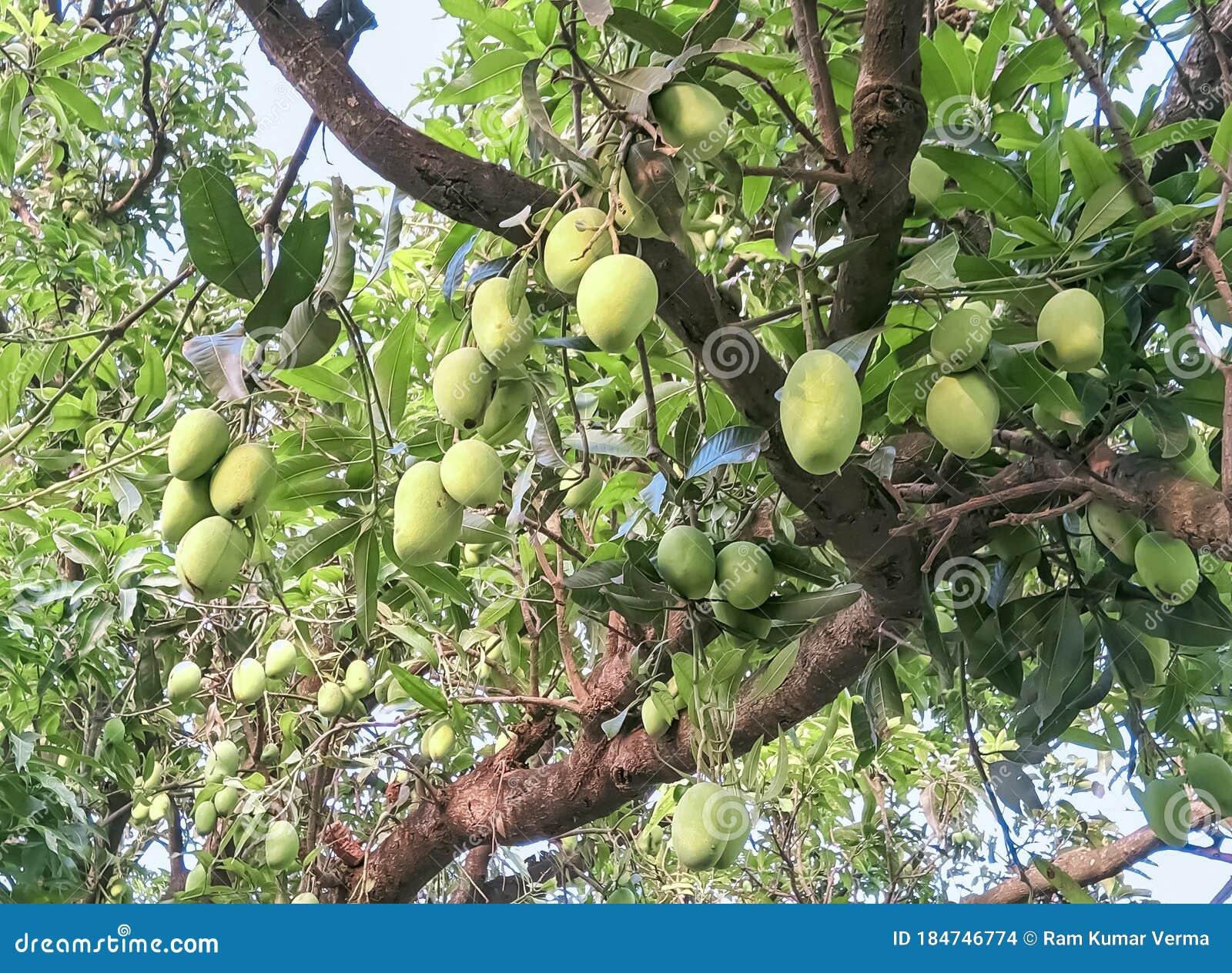 Beautiful Image of Mangoes Tree with Fruits India Stock Photo Image