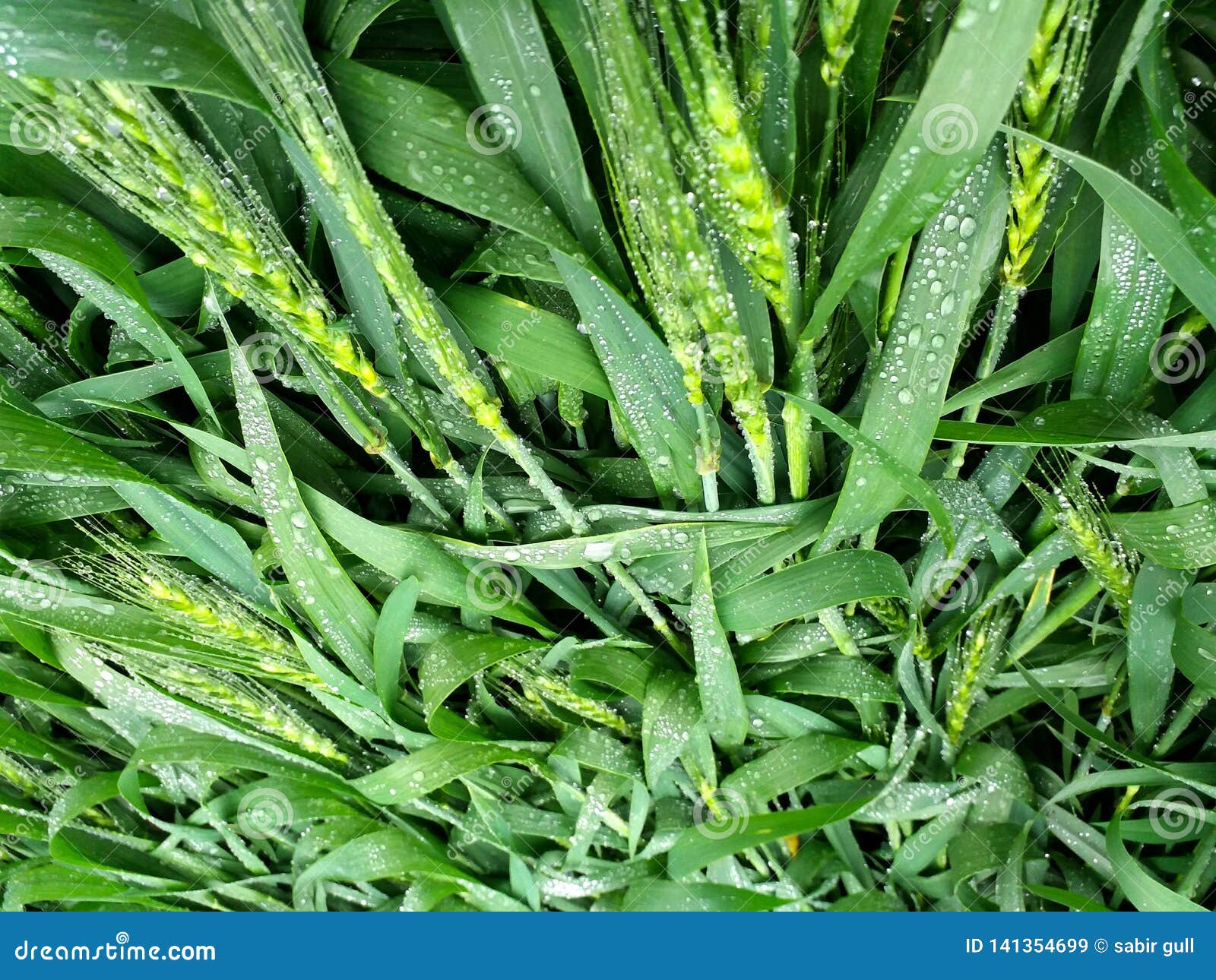 Beautiful Image of a Speculation of Wheat Stock Image Image of