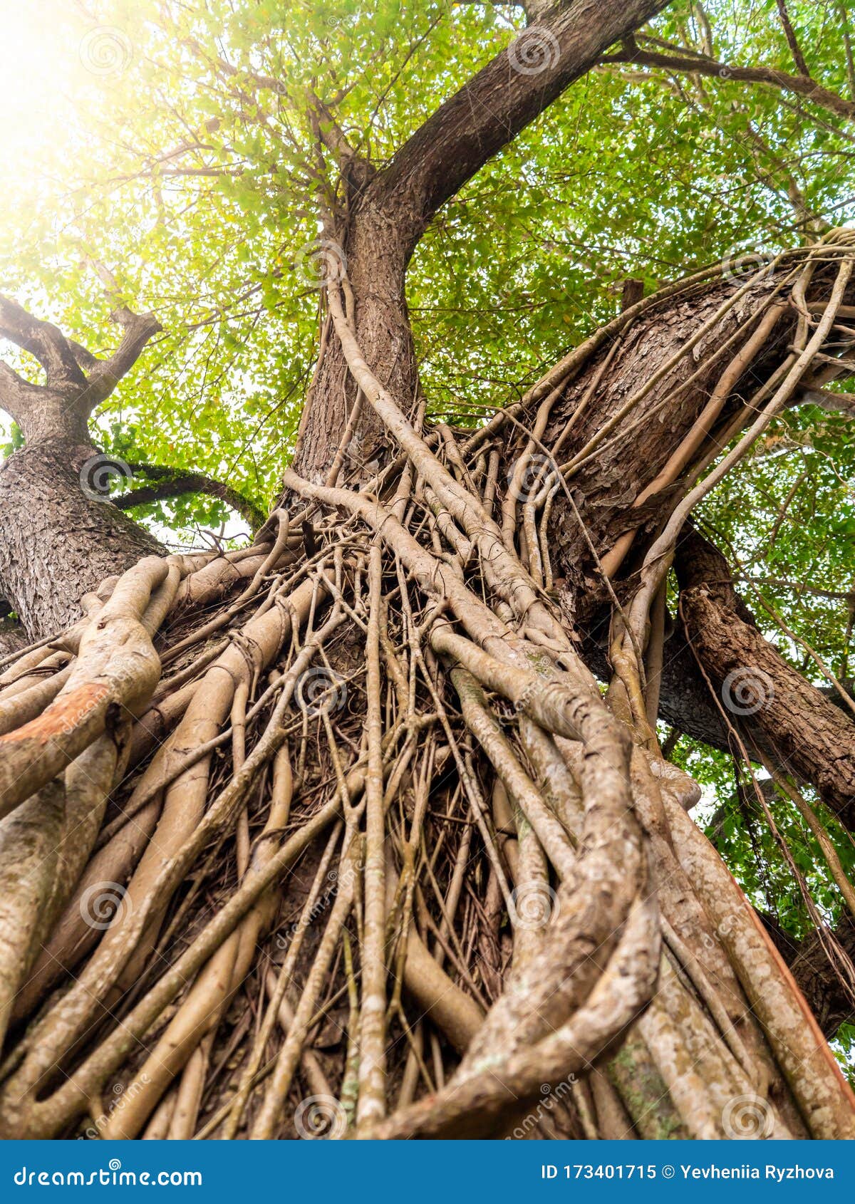 Beautiful Image of Vines and Roots Weaving Big Tree in Tropical