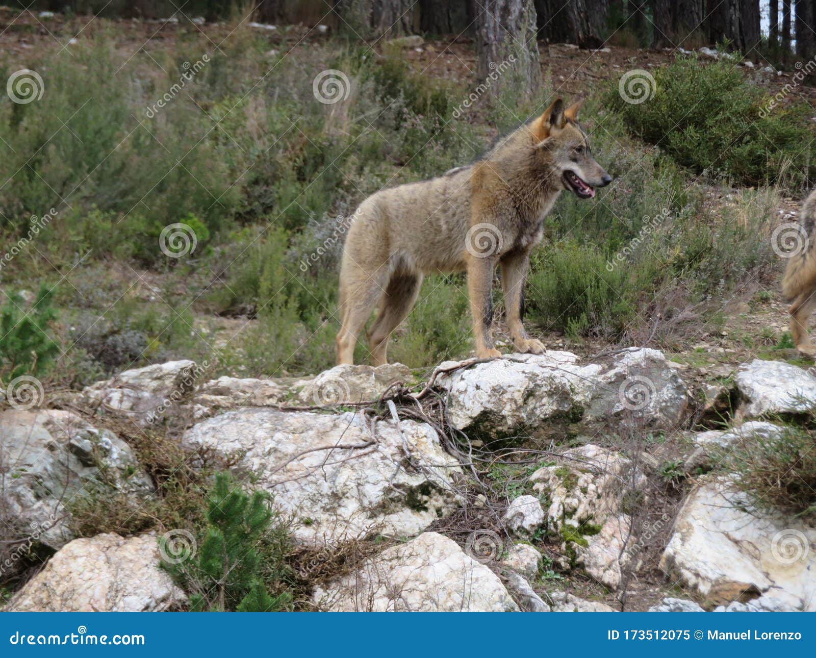 Beautiful Images of Wolves Camping at Ease by Mt Stock Image Image of