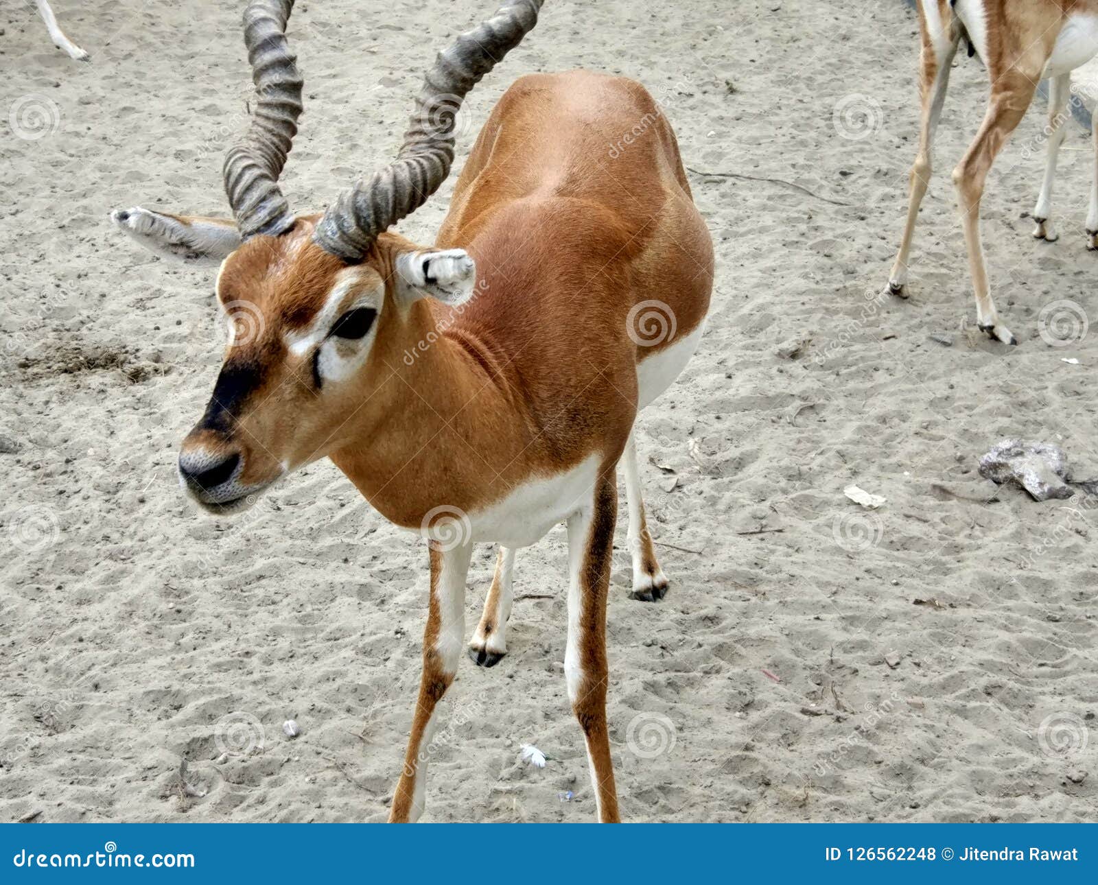BEAUTIFUL INDIAN DEER is HINDI NAME CHITAL Stock Photo - Image of chital, beautiful: 126562248 BEAUTIFUL INDIAN DEER is HINDI NAME CHITAL Stock Photo - Image of chital, beautiful: 126562248