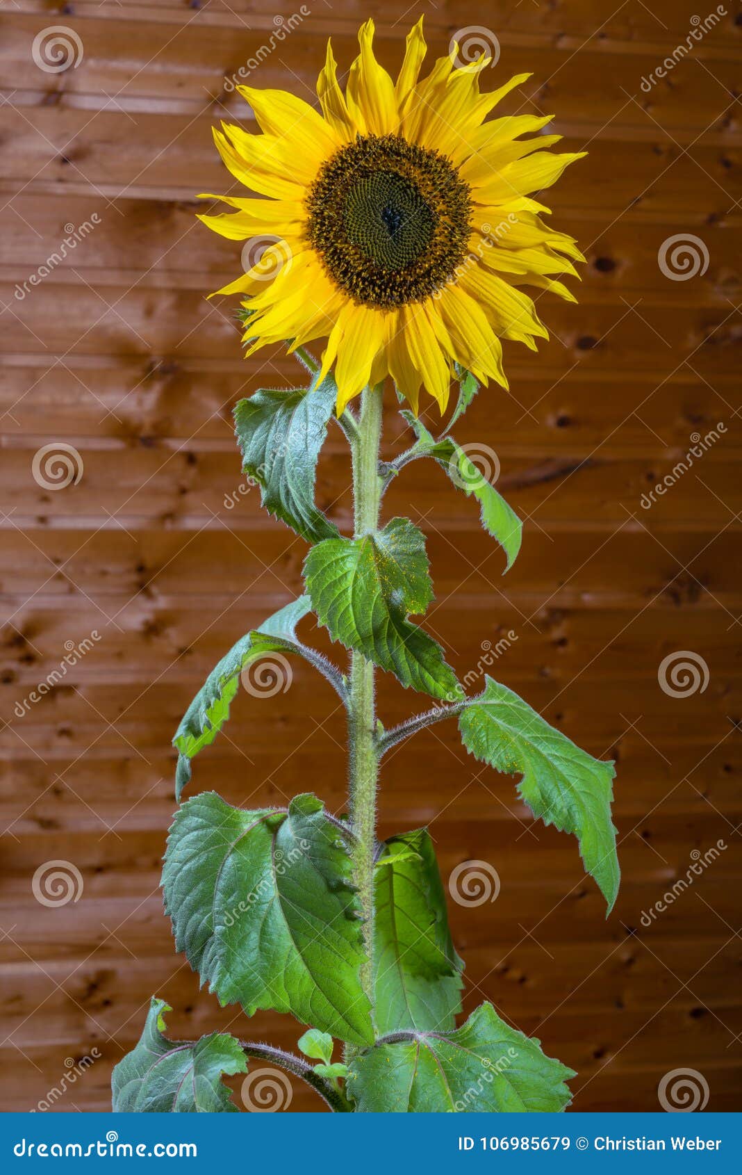 Indoor growing sunflower stock image. Image of sunflower 106985679
